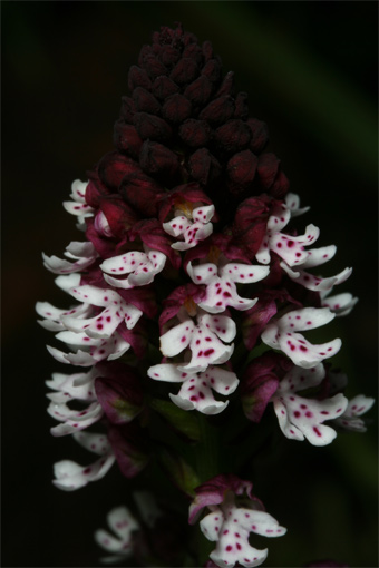 Orchis ustulata L.-  .