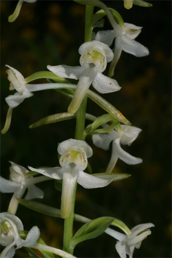Platanthera chlorantha  ( Cust .) Rchb .    