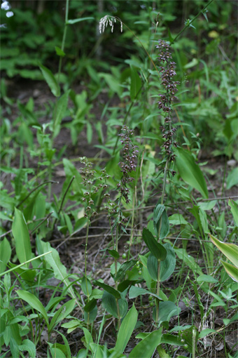 Epipactis helleborine  (L.) Crantz – Дремлик лесной