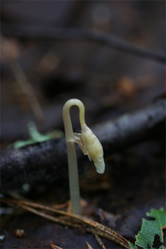 Epipogium aphyllum (F.W. Schmidt) Sw.    