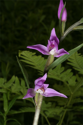Cephalanthera rubra ( L .) Rich 