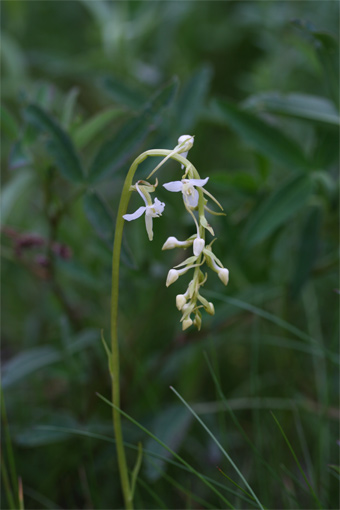 Platanthera bifolia  (L.) Rich. – Любка двулистная