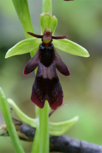 Ophrys insectifera L .   