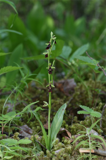 Ophrys insectifera L .   