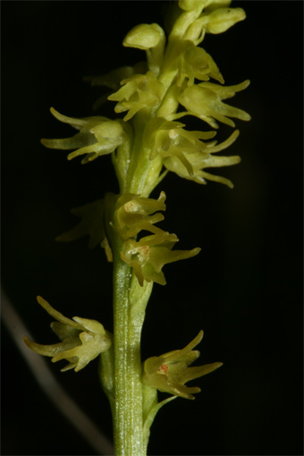 Herminium monorchis (L.) R.Br.    